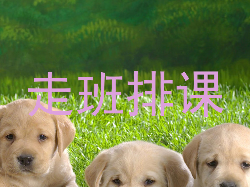 走班排课