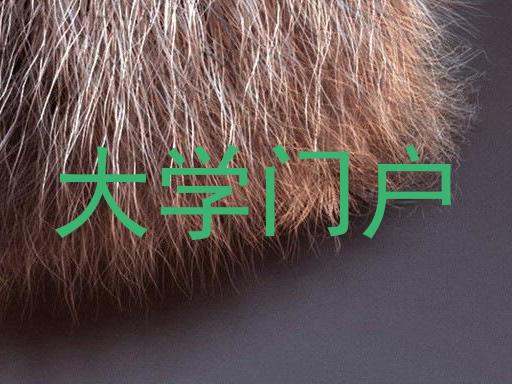 大学门户