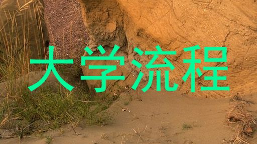 大学流程