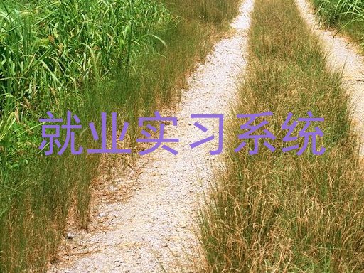 就业实习系统