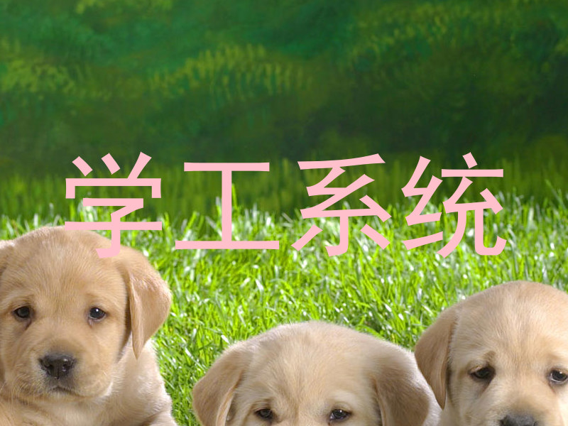 学工系统