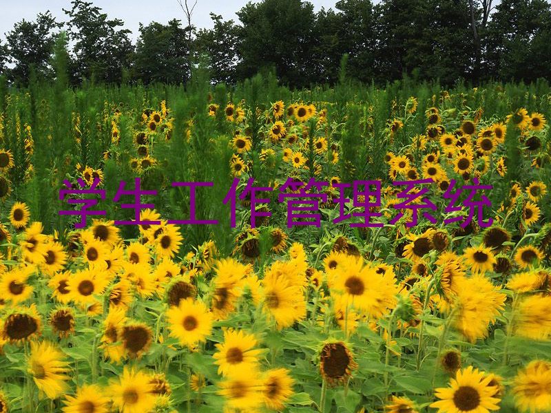 学生工作管理系统