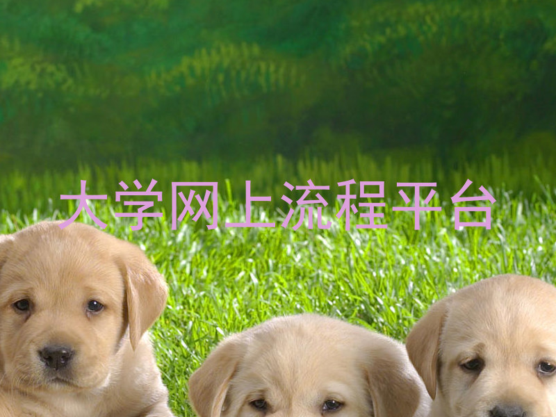 大学网上流程平台