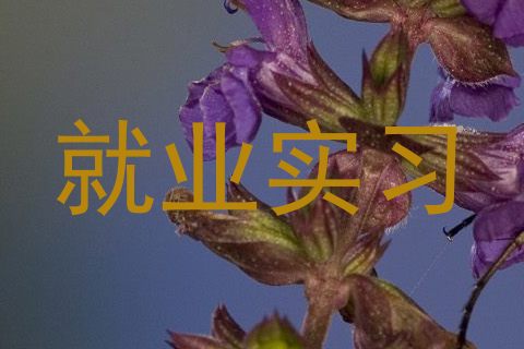 就业实习