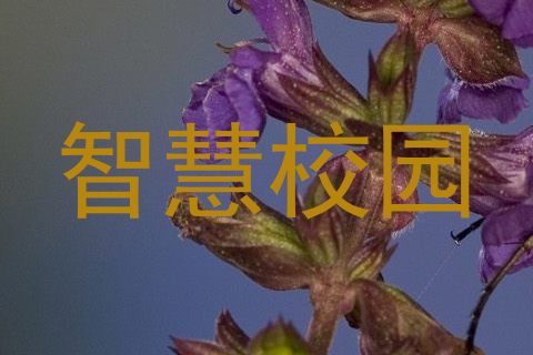 智慧校园