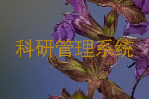 科研管理系统