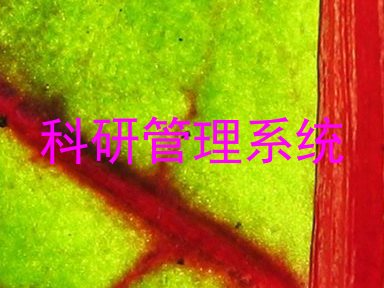 科研管理系统