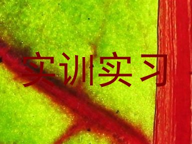 实训实习