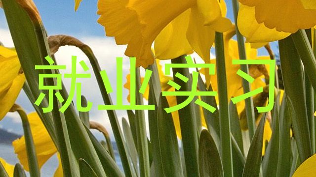 就业实习