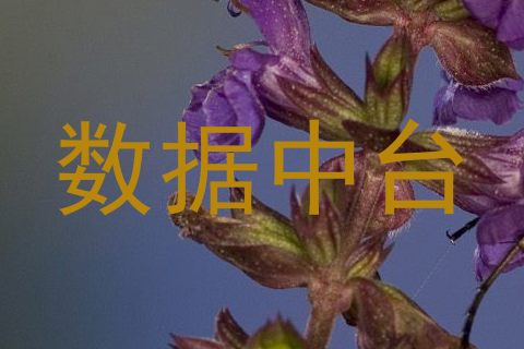 数据中台