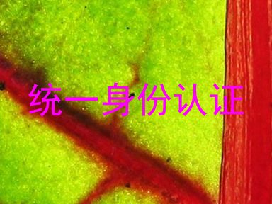 统一身份认证