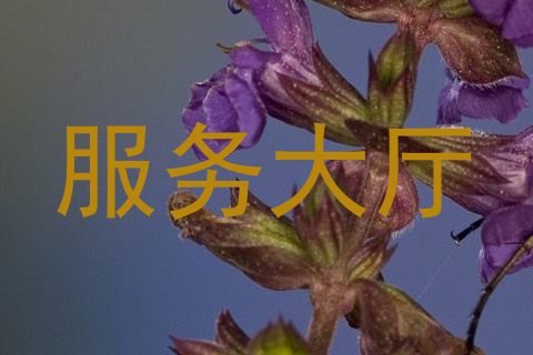 服务大厅