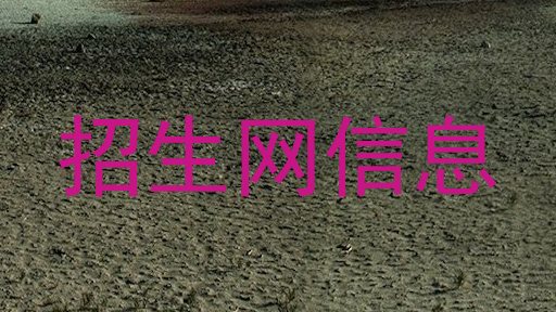 招生网信息
