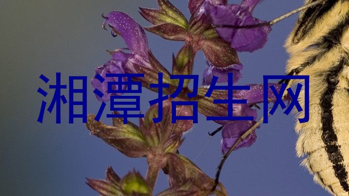 湘潭招生网