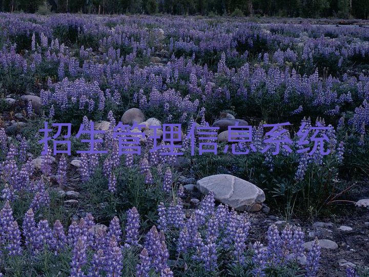 招生管理信息系统