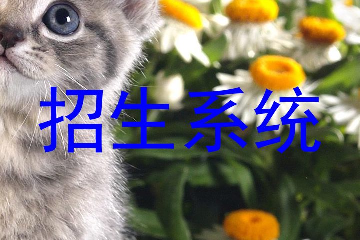 招生系统