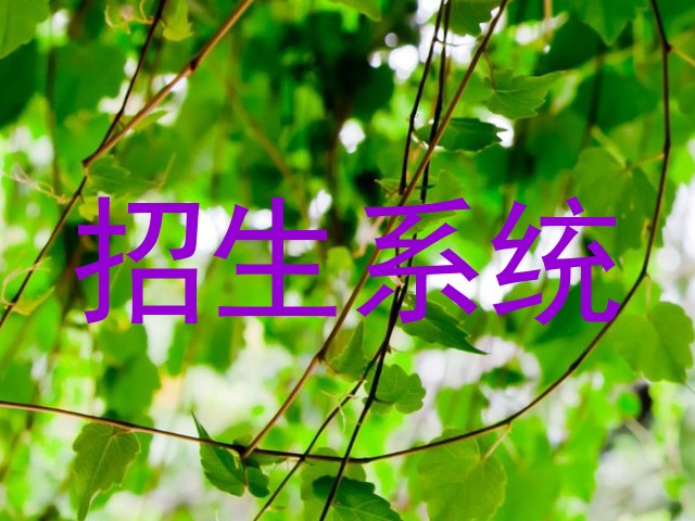 招生系统