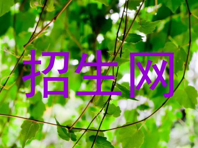 招生网