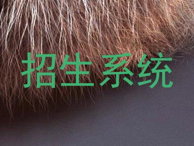 招生系统