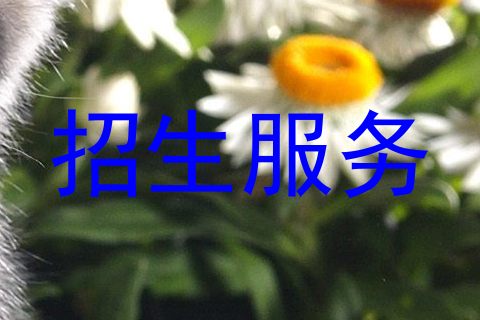 招生服务