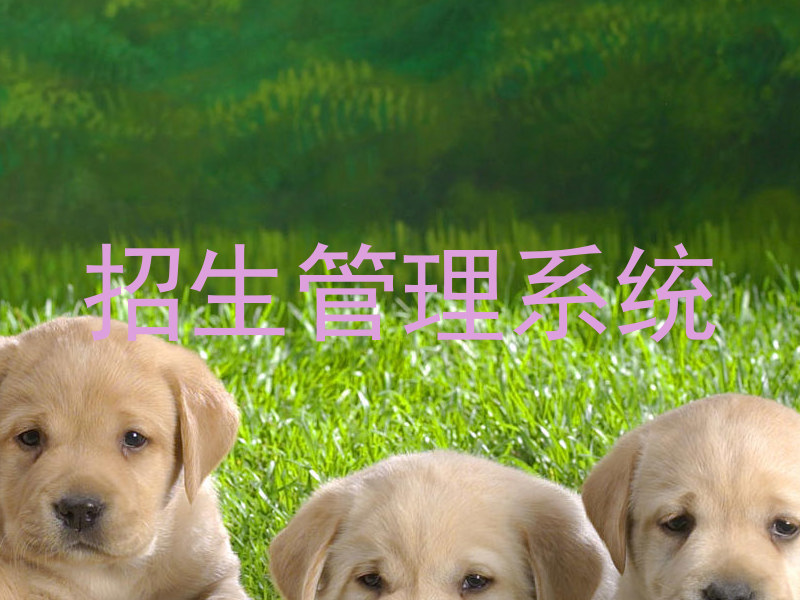 招生管理系统