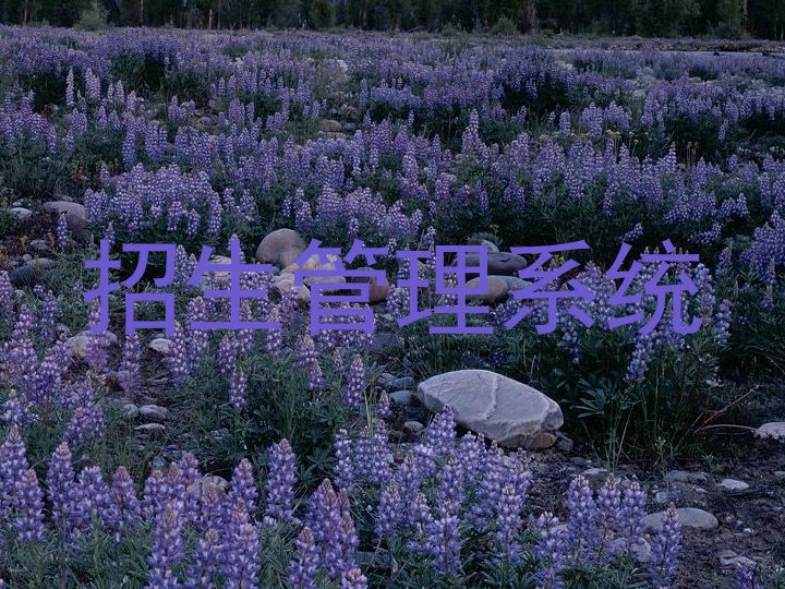招生管理系统