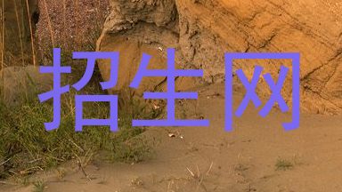 招生网