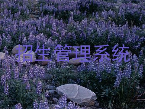 招生管理系统