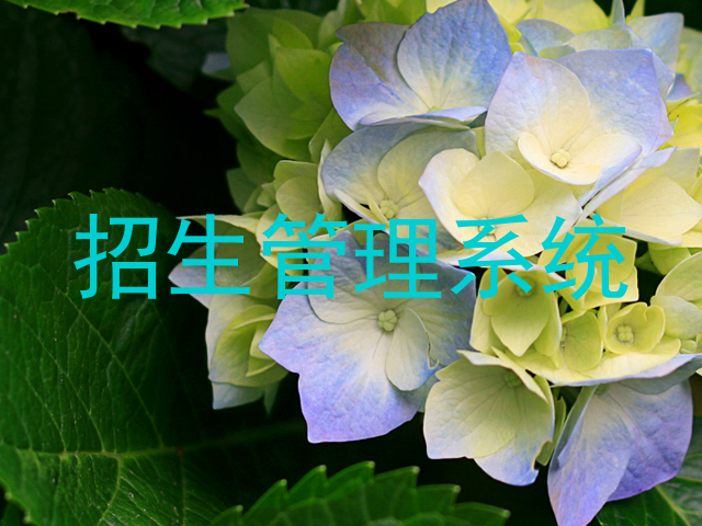 招生管理系统