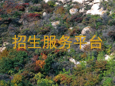 招生服务平台
