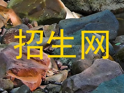招生网
