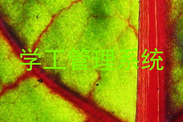 学工管理系统