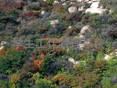 学生工作管理系统