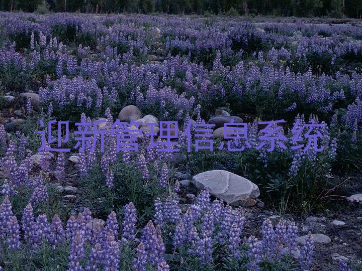 迎新管理信息系统