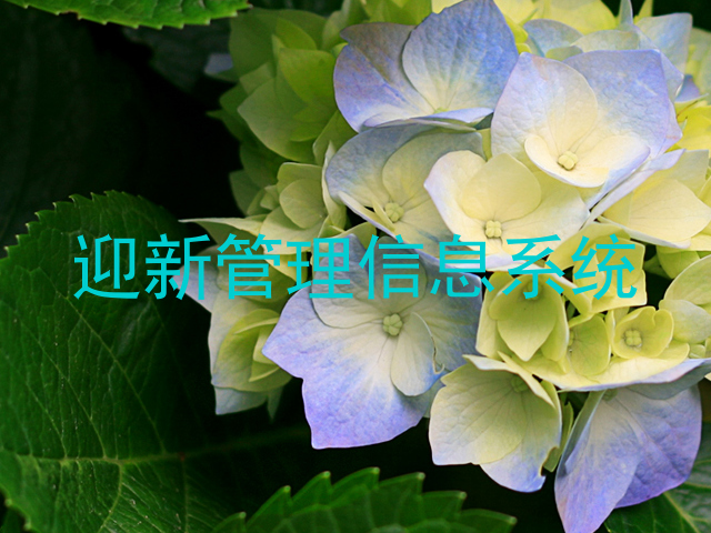 迎新管理信息系统