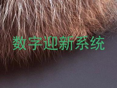 数字迎新系统