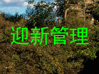 迎新管理