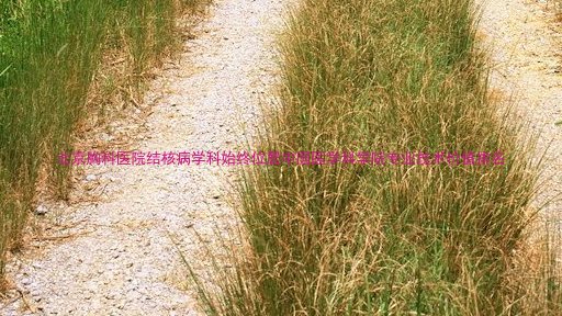 北京胸科医院结核病学科始终位居中国医学科学院专业技术价值排名