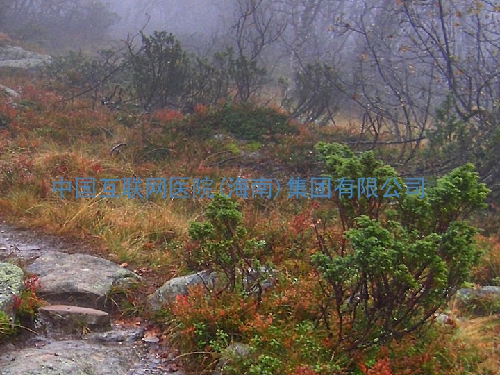 中国互联网医院(海南)集团有限公司