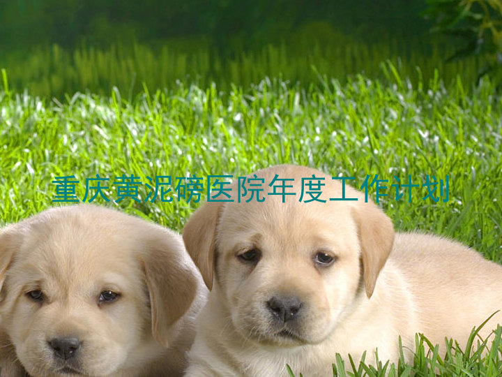 重庆黄泥磅医院年度工作计划