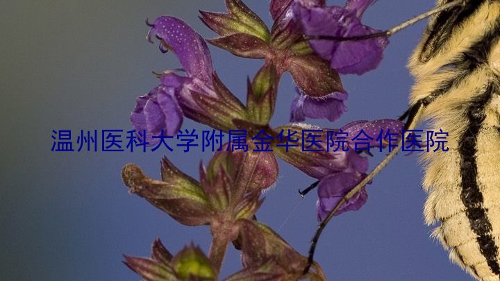 温州医科大学附属金华医院合作医院