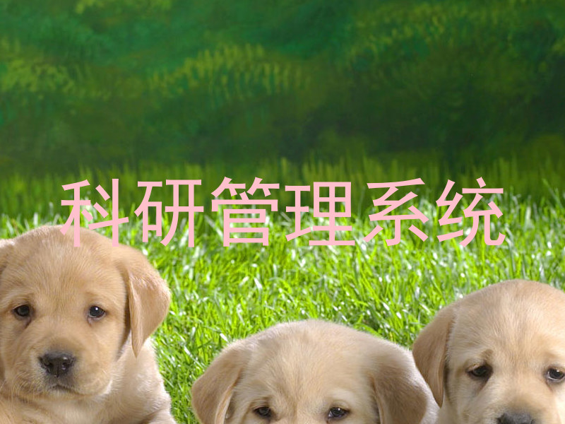 科研管理系统