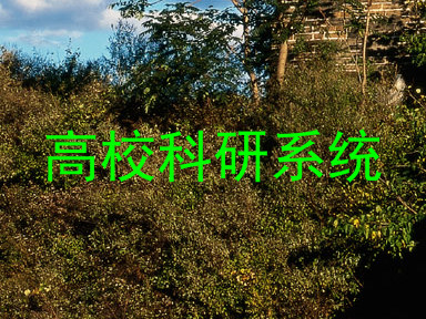 高校科研系统