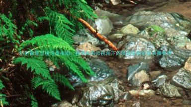 科研管理系统选型指南:技术架构师视角下的项目实施阶段决策参考
