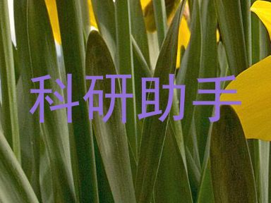 科研助手
