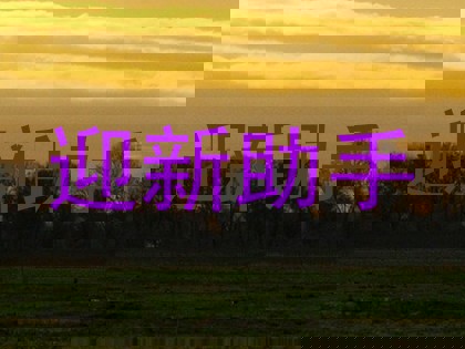 迎新助手