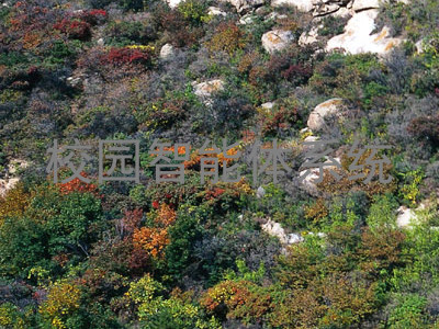 校园智能体系统