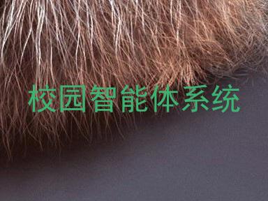 校园智能体系统