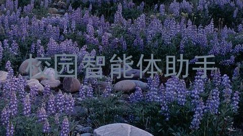 校园智能体助手