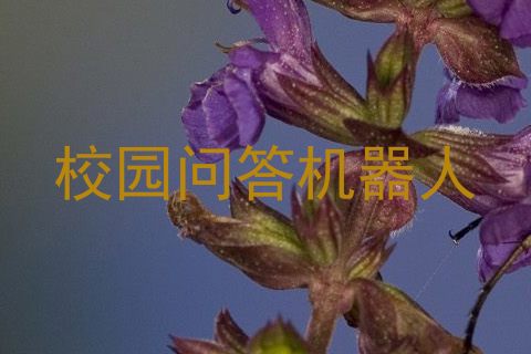 校园问答机器人